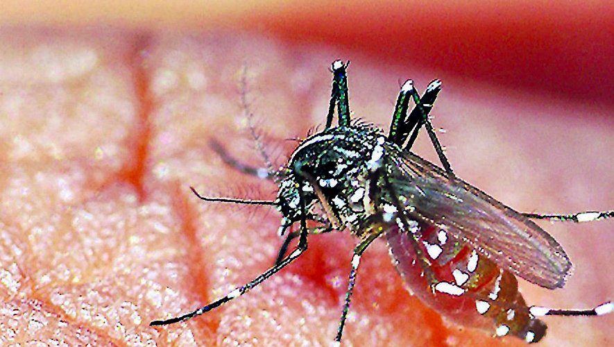 Image de la dengue